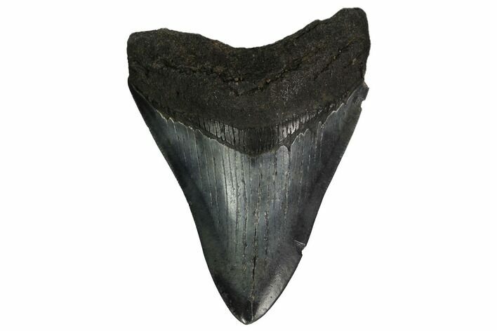 Fossil Megalodon Tooth - South Carolina #164965